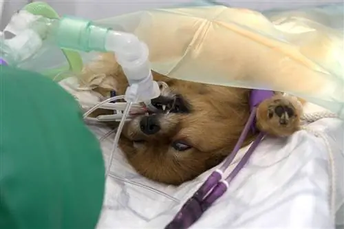 pomeranian care face o cezariană