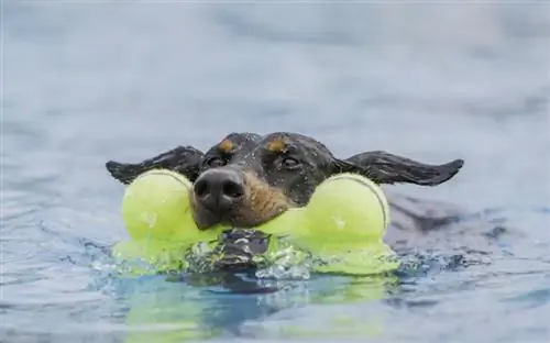 chien nageant avec un jouet dans la gueule