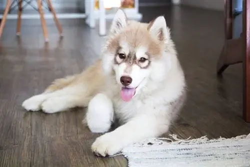 anak anjing siberian husky berbaring di dalam ruangan