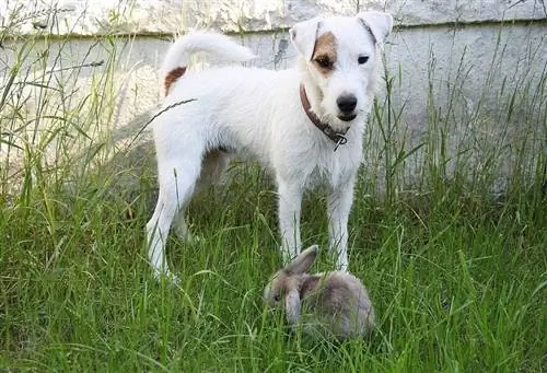 Parson Russell Terrier và một con thỏ