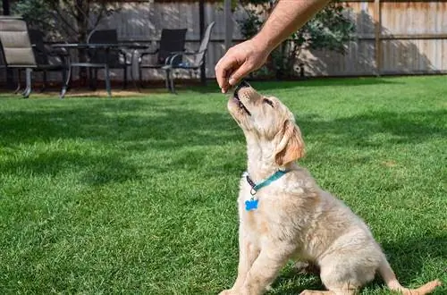 Golden retriever yavrusu arka bahçede köpek yavrusu eğitimi sırasında bir ödül alıyor