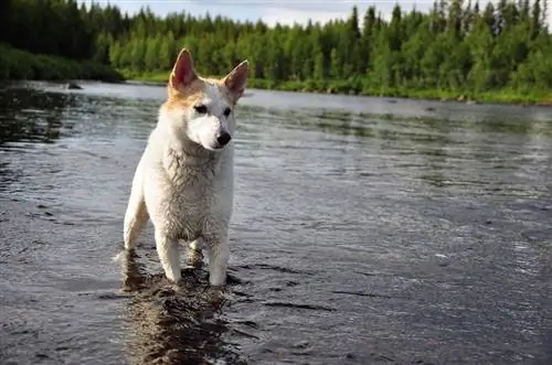 Kuinka kesyttää saalisajo koirilla (8 asiantuntijavinkkiä & opas)