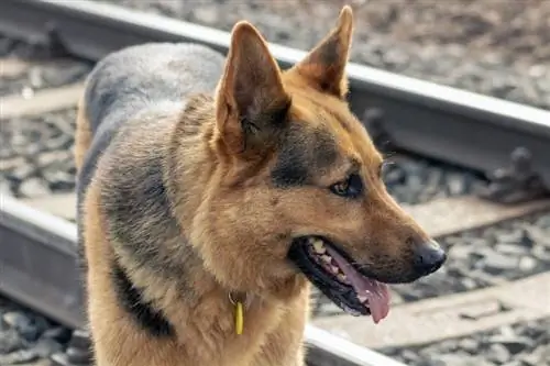 german shepherd hnav ib tug dev tag