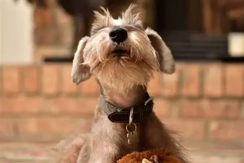 miniature schnauzer mbwa barking