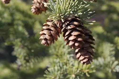 pinecone-pixabay