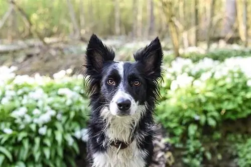 8 maniere om 'n hond te keer om potplante op te grawe (Maklik & Humane)