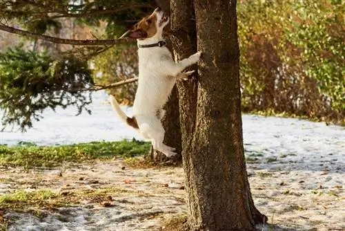 Hond-springt-op-boom-achtervolgt-eekhoorn__alexei_tm_shutterstock