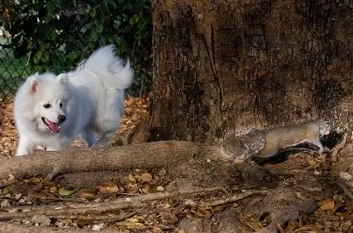 Köpek Sincap Tarafından Isırıldı mı? İşte Yapmanız Gerekenler (Veteriner Yanıtı)