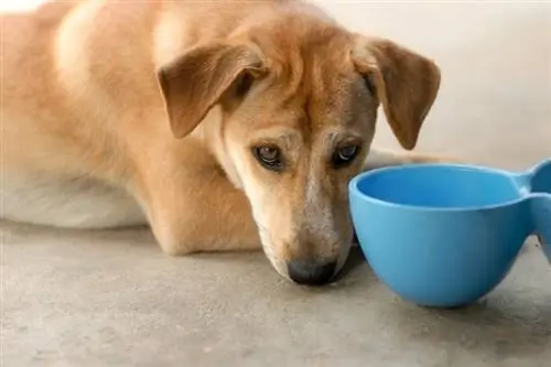 yemek için bekleyen köpek