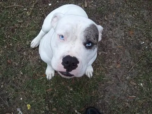 Buldog Catahoula