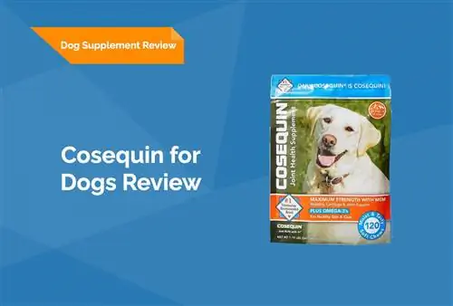 Cosequin for Dogs Review 2023 (Evaluare veterinară)