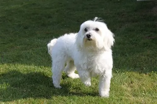 witte m altezer in het gras