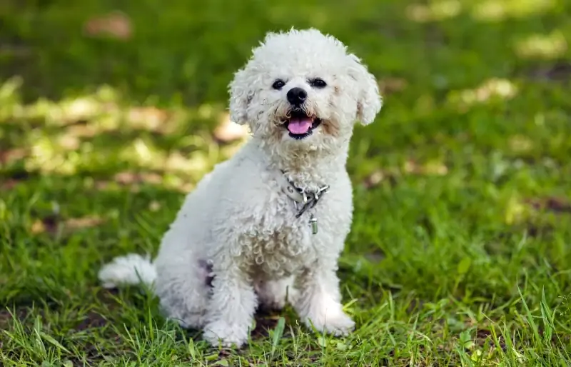 Bichon blanc frisé chien assis sur l'herbe