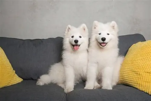 chó con samoyed