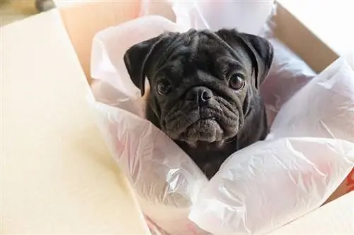 Câine pug care se joacă cu bule de plastic în box_ezzolo_shutterstock