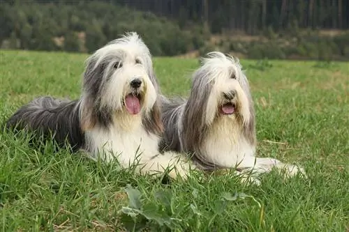 Två bearded collies