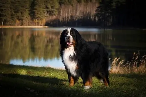 Dramatischer Hintergrund des Berner Sennenhundes