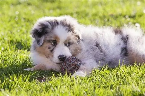 Puppy de câine ciobănesc australian_gesango16_shutterstock