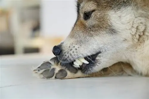 Chien léchant la patte