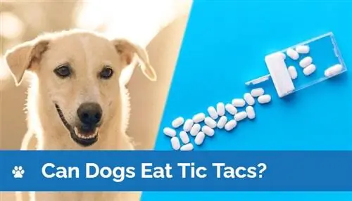 Câinii pot mânca Tic Tacs? Fapte revizuite de veterinar & Întrebări frecvente