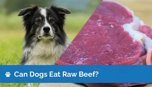 Kunnen honden rauw rundvlees eten? Wat je moet weten