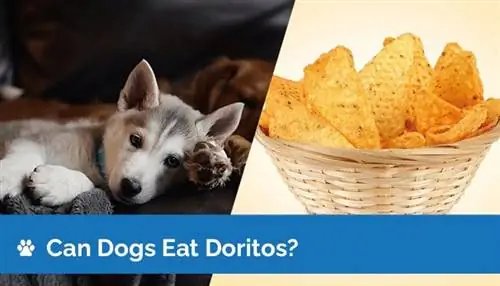 آیا سگ ها می توانند Doritos را بخورند؟ چه چیزی میخواهید بدانید