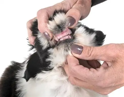 dentes de cachorro shih tzu