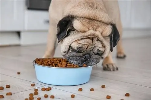 pug comiendo