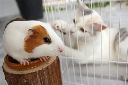 Weiße Katze im Käfig spielt mit der Maus_Di Studio_Shutterstock