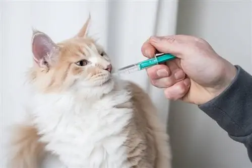 Ang maine coon cat ay nagpapapasok ng gamot sa bibig gamit ang syringe