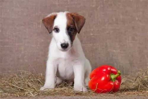 terriër met rode paprika