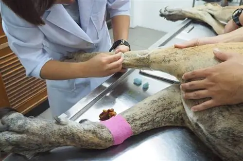 gos gran danès ingressat a l'hospital de mascotes amb una bona atenció dels veterinaris