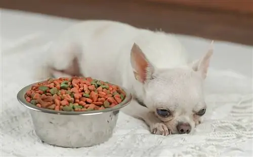 Pas Chihuahua leži na bijeloj tkanini sa zdjelom za pseću hranu pored nje i ignorira to