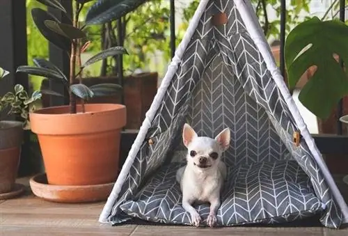 nyeupe Chihuahua katika hema ya kijivu teepee