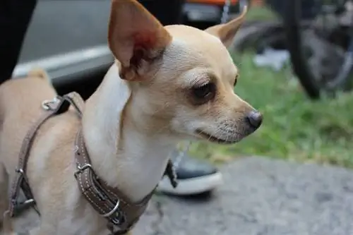 sideview chihuahua