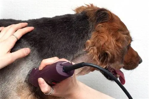 chien se fait couper les cheveux avec un rasoir