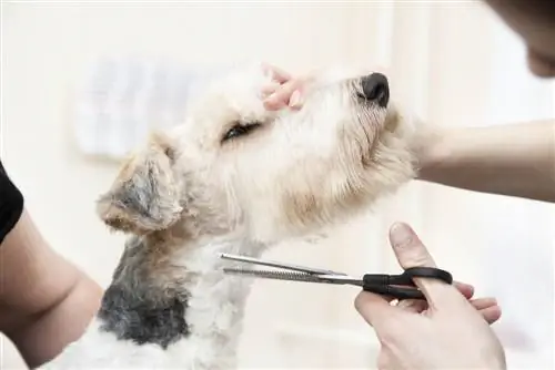 fox terrier che si taglia i capelli