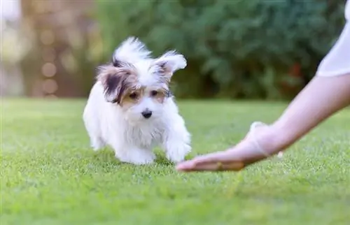 babaeng may-ari na nagpapakita ng senyas ng kamay sa kanyang asong havanese