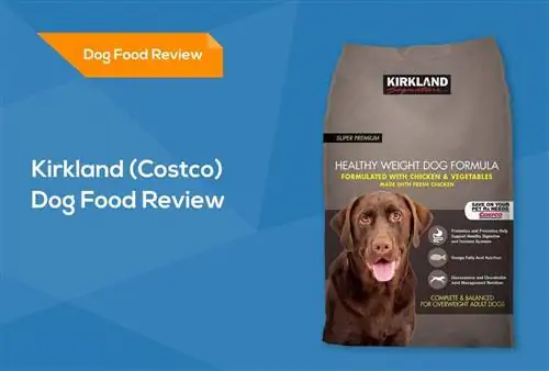 Kirkland (Costco) Dog Food Review 2023: retiros del mercado, pros & Contras