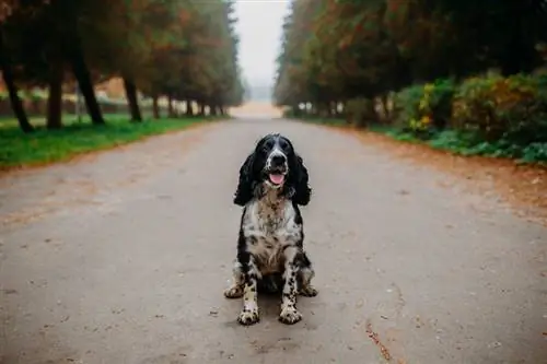 Şirin rus spaniel qara və ağ_andybir_shutterstock