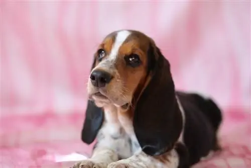 Qenush Femër basset Hound