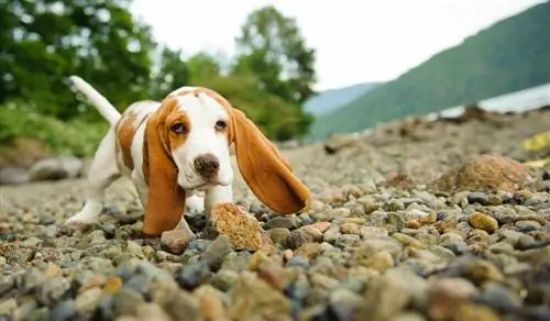 Pasji mladiček Basset Hound na skalnati plaži