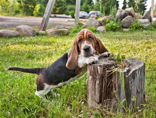 Miniatuur Basset Hound: Prente, Temperament & Eienskappe