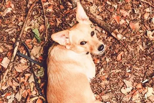 husky labrador mix