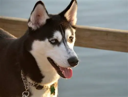 Husky dell'Alaska