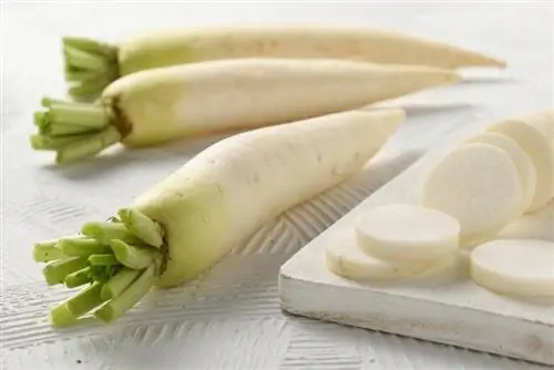 củ cải trắng daikon