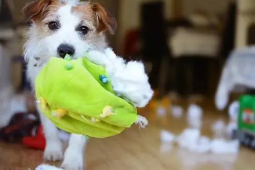 HUNDEDYG. SJOV OG SKYLDIG JACK RUSSELL ØDELAGDE ET STOF OG FLUFFET KUGE OG LEGEtøj I HJEMMET