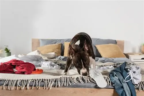 ¿Por qué a los perros les gusta la ropa interior sucia? 10 razones probables