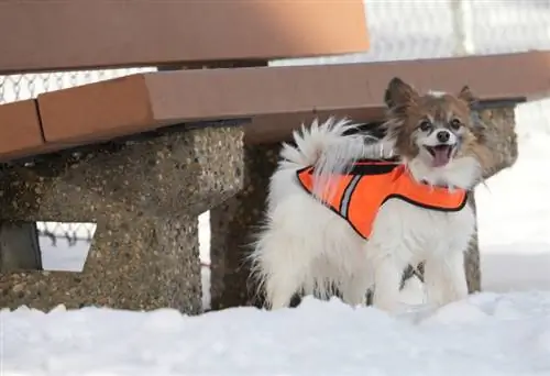 anjing kecil yang gembira dalam jaket coyote