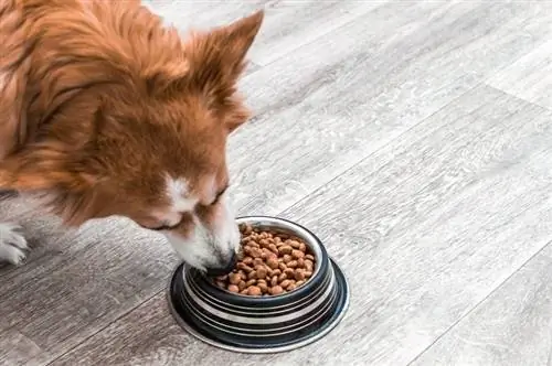 Corgi aan het eten